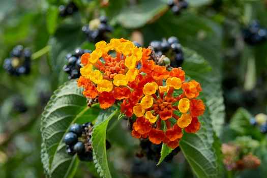 란타나 (Lantana)2