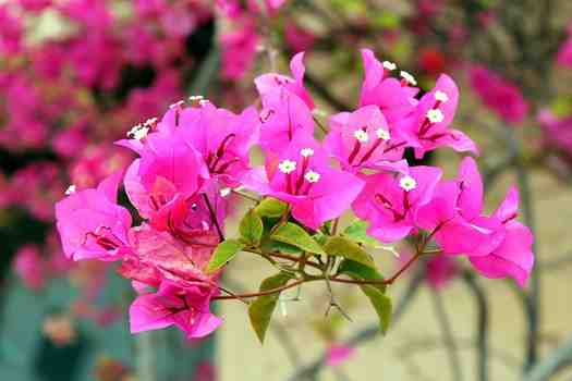 부겐베리아 Bougainvillea