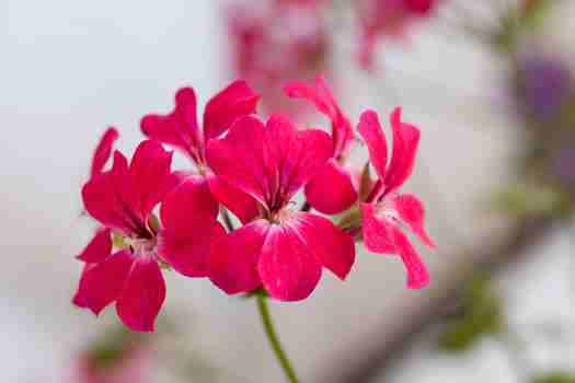 구문초 (Rose geranium)