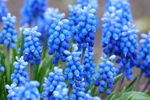 무스카리 Muscari