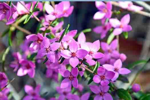 보로니아 Boronia