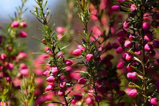 보로니아 히테로피아 Boronia