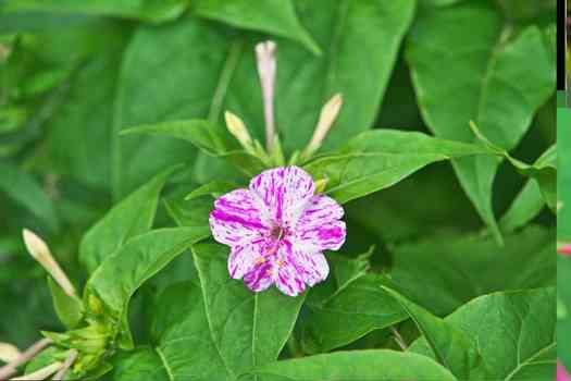 분곷 Mirabilis jalapa