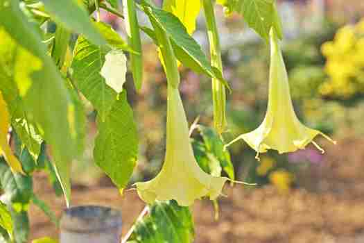 브루그만시아 Brugmansia