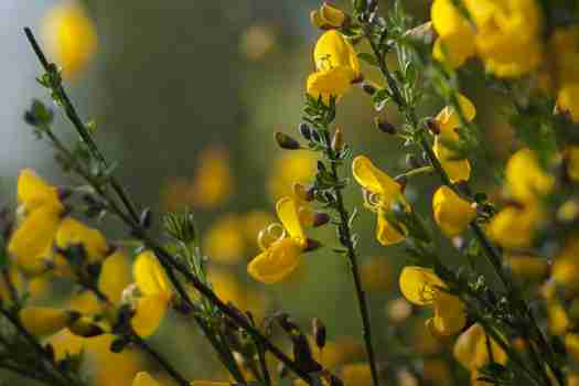 애니시다 (Scotch Broom)