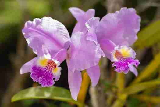 카틀레야 Cattleya