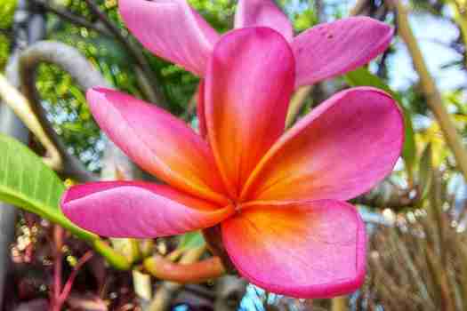 플루메리아 루브라 Plumeria rubra