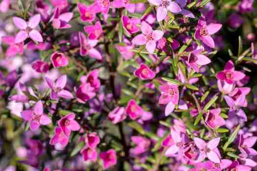 피나타 Boronia pinnata