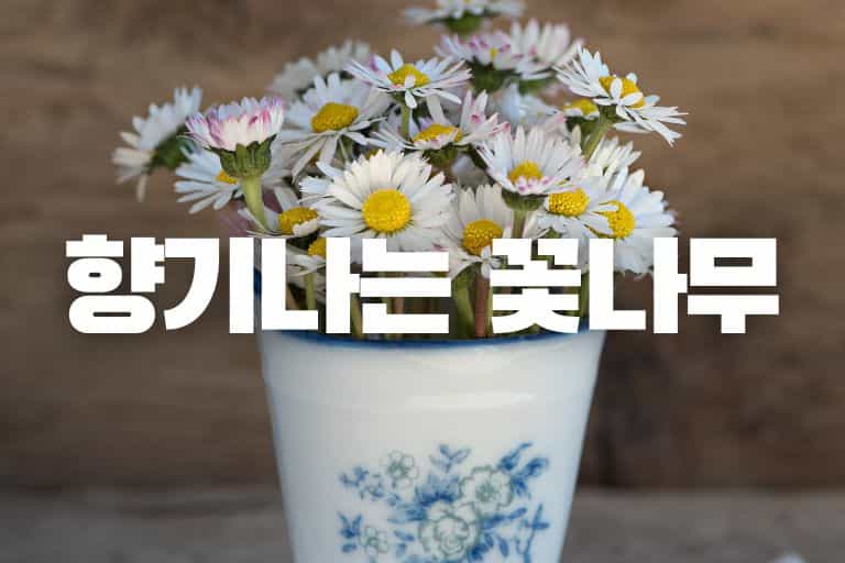 향기나는 꽃나무 18가지 - 꽃플라워