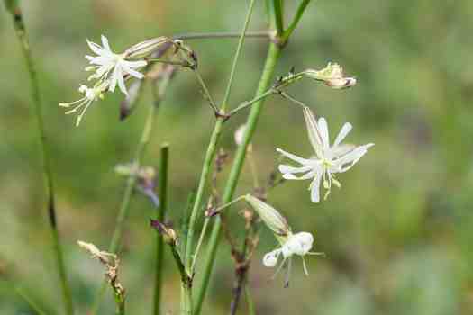 노팅햄꽃 Nottingham Catchfly