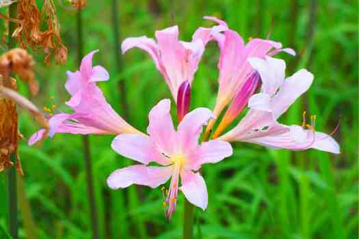 상사화 (Lycoris squamigera)