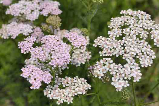 야로우 Yarrow