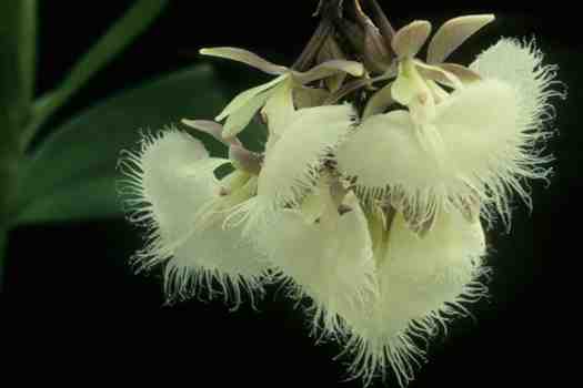 에피덴드럼 Night scented orchid