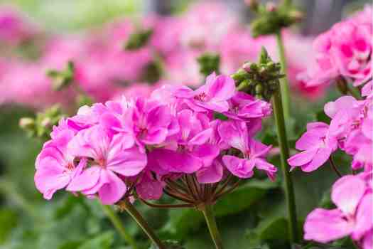 제라늄 Geranium