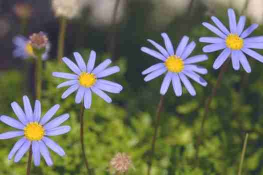 청화국 Felicia amelloides