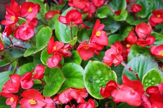 팝콘베고니아 (Begonia Doublet)