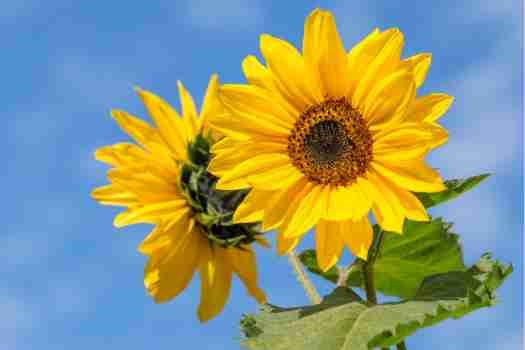 해바라기 Sunflower