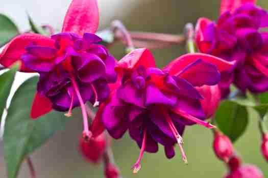 후쿠시아 Fuchsia hybrida Voss