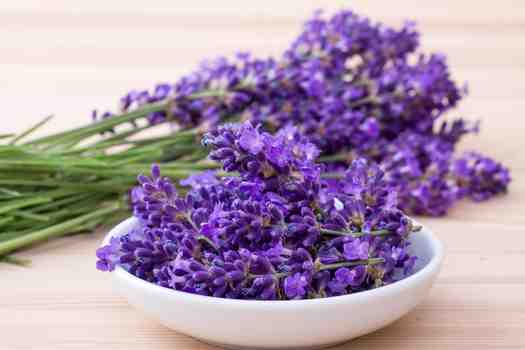 라벤더 (Lavender)