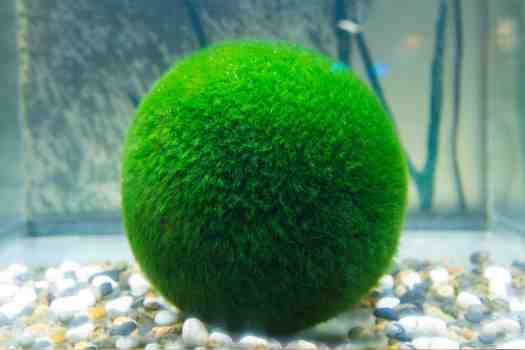 마리모 Marimo