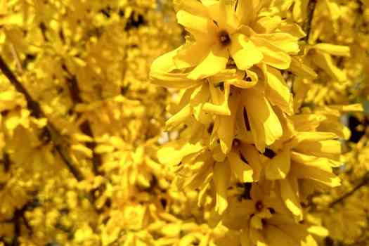 만리화 Forsythia ovata