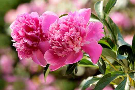 모란 (Peonies)