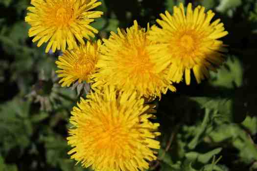 민들레 Dandelion