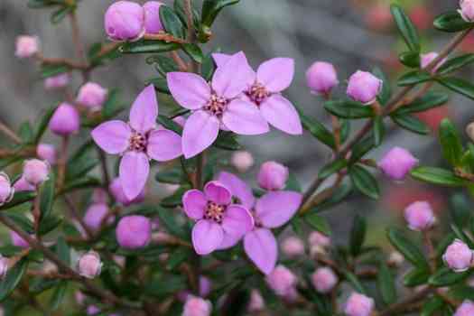 보르니아 피나타 Boronia pinnata