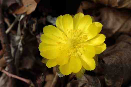 복수초 (Adonis amurensis)