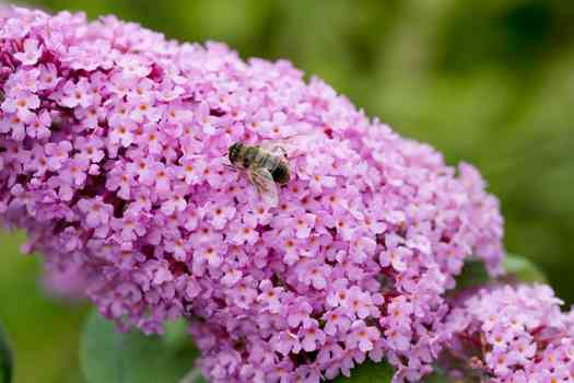 부들레야꽃 (Buddleia davidii)