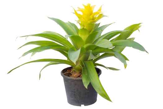 브로멜리아드 (Bromeliad))