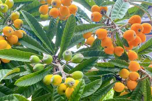 비파나무꽃 (loquat tree)