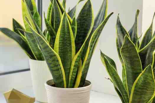 산세베리아 (Sansevieria)