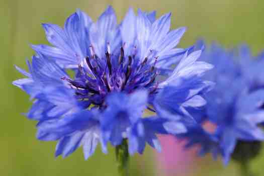 수레국화 (Cornflower)