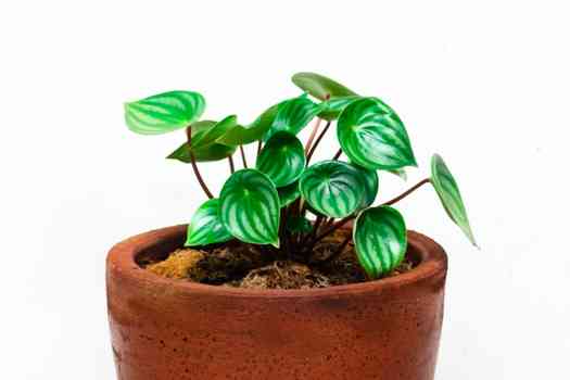 수박 페페로미아 (Peperomia)