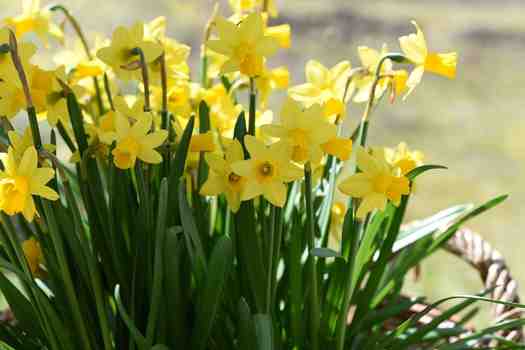 수선화 (daffodil)