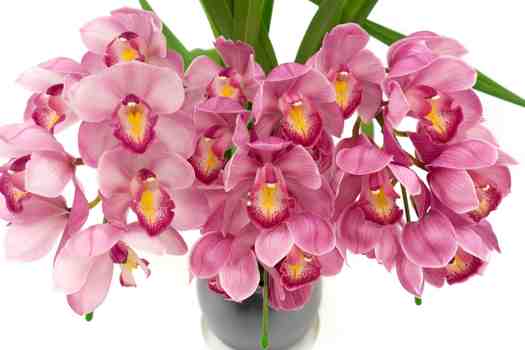 심비디움 (Cymbidium)