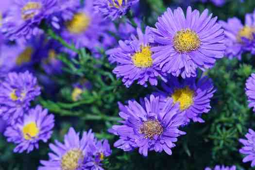 쑥부쟁이 (Aster yomena)