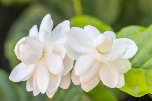 아라비안자스민 (Jasminum sambac)