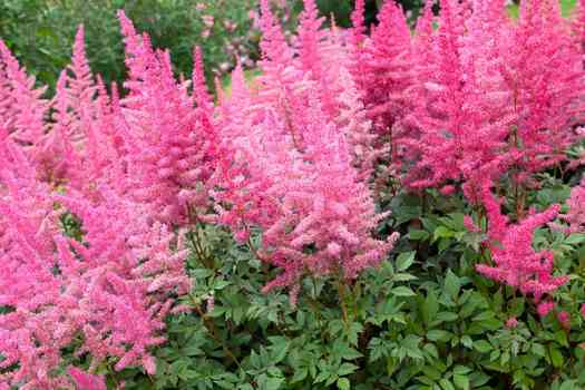 아스틸비 (Astilbe)