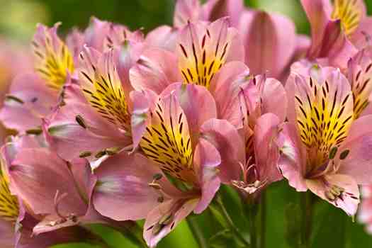 알스트로메리아 (Alstroemeria)