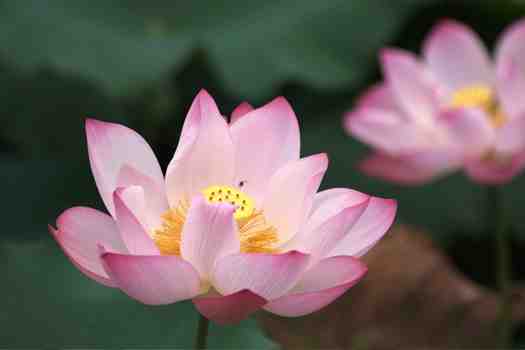연꽃 Lotus