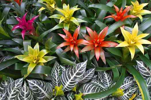 옐로우스타 (Guzmania Yellowstar)