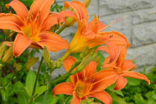 원추리 (Hemerocallis fulva)