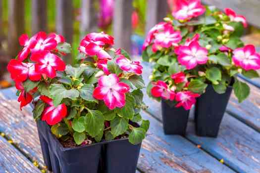 임파첸스 (Impatiens)