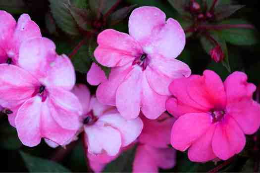 임파첸스 Impatiens