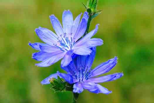 치커리 Chicory