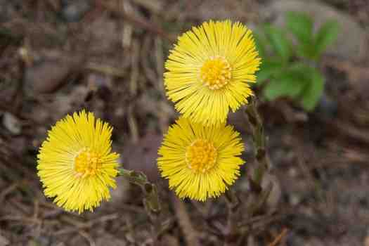 털머위 Farfugium japonicum)