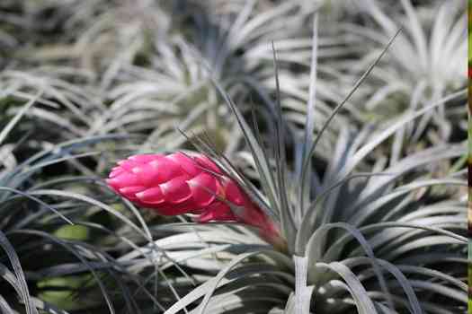 틸란드시아 (Tillandsia)