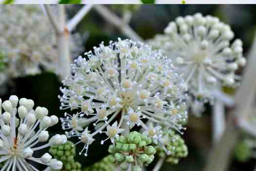 팔손이 (Decent pianch Fatsia japonica)